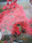 Preview: Lagerstroemia Indica Braise d´ete